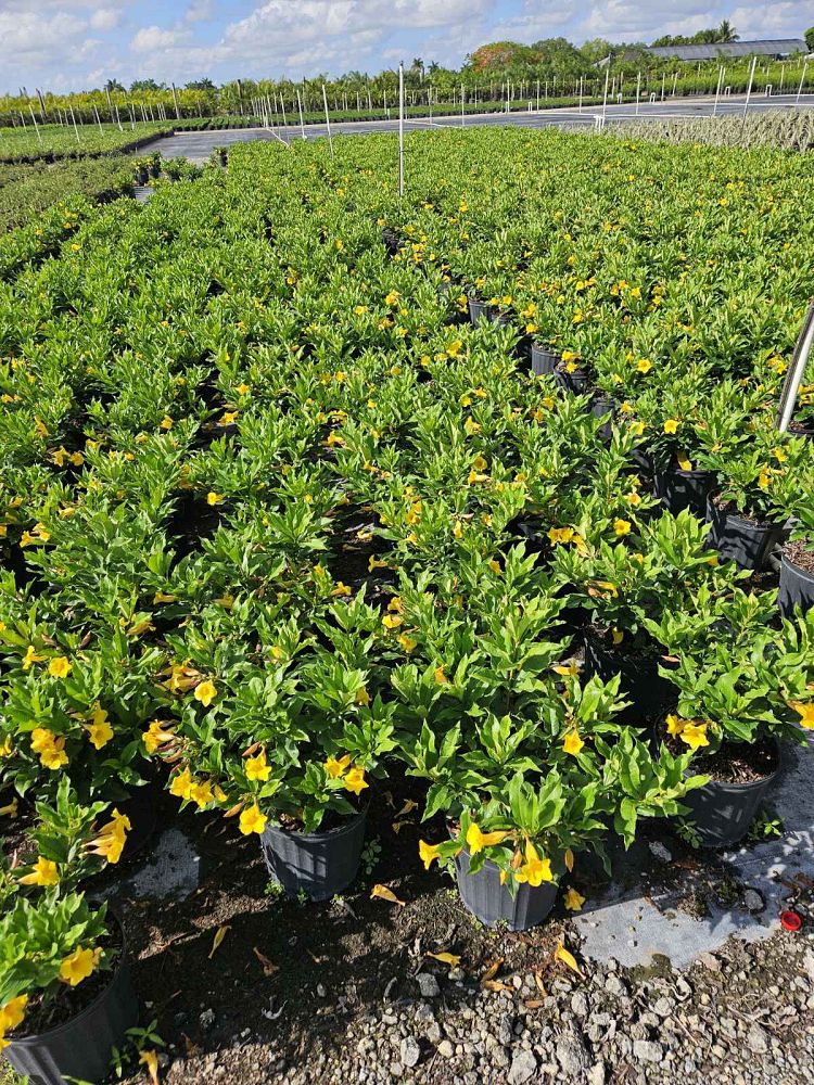 allamanda-schottii-bush-allamanda