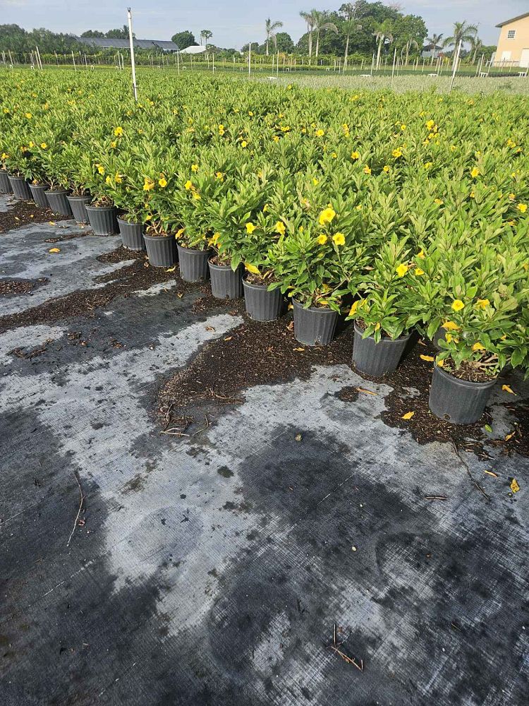 allamanda-schottii-bush-allamanda