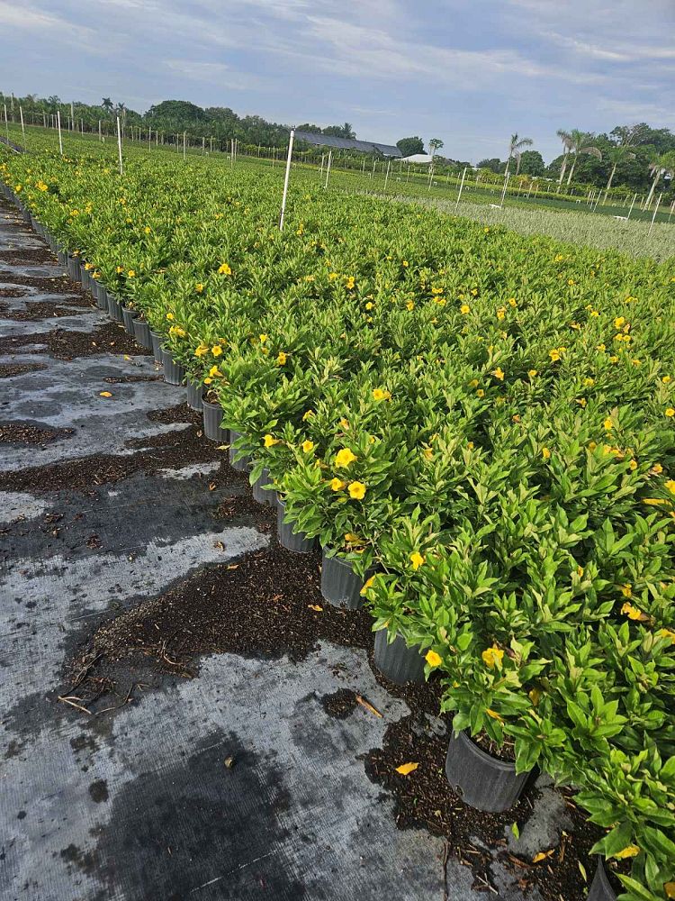 allamanda-schottii-bush-allamanda