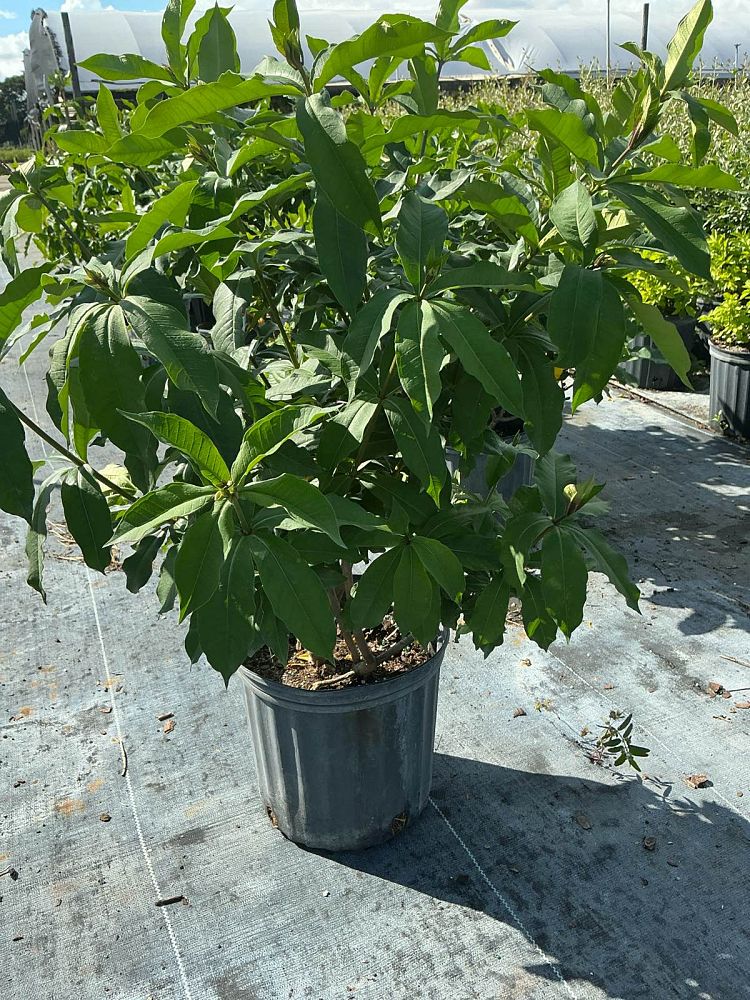 allamanda-schottii-bush-allamanda