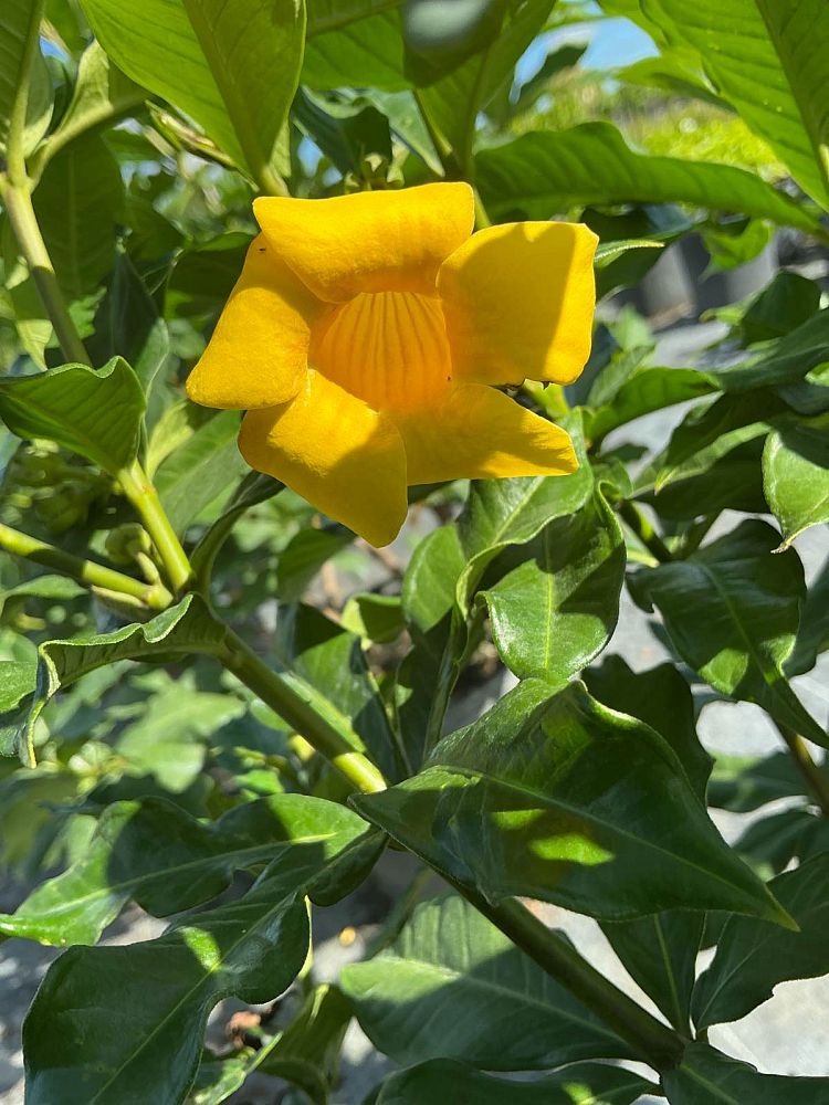 allamanda-schottii-bush-allamanda