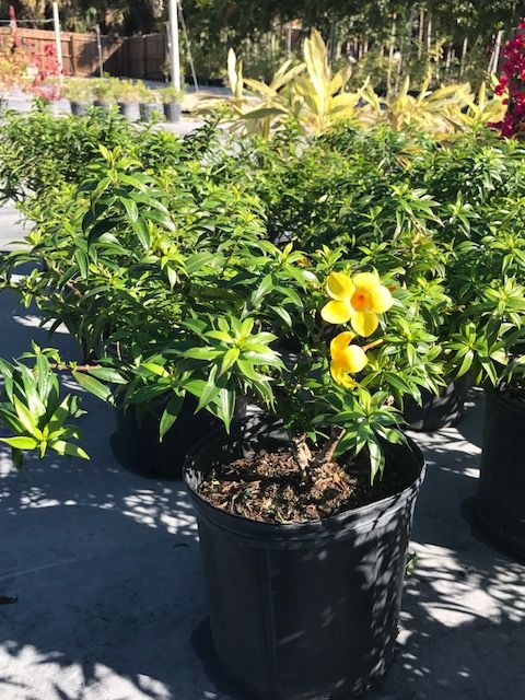 allamanda-schottii-compacta-dwarf-bush-allamanda