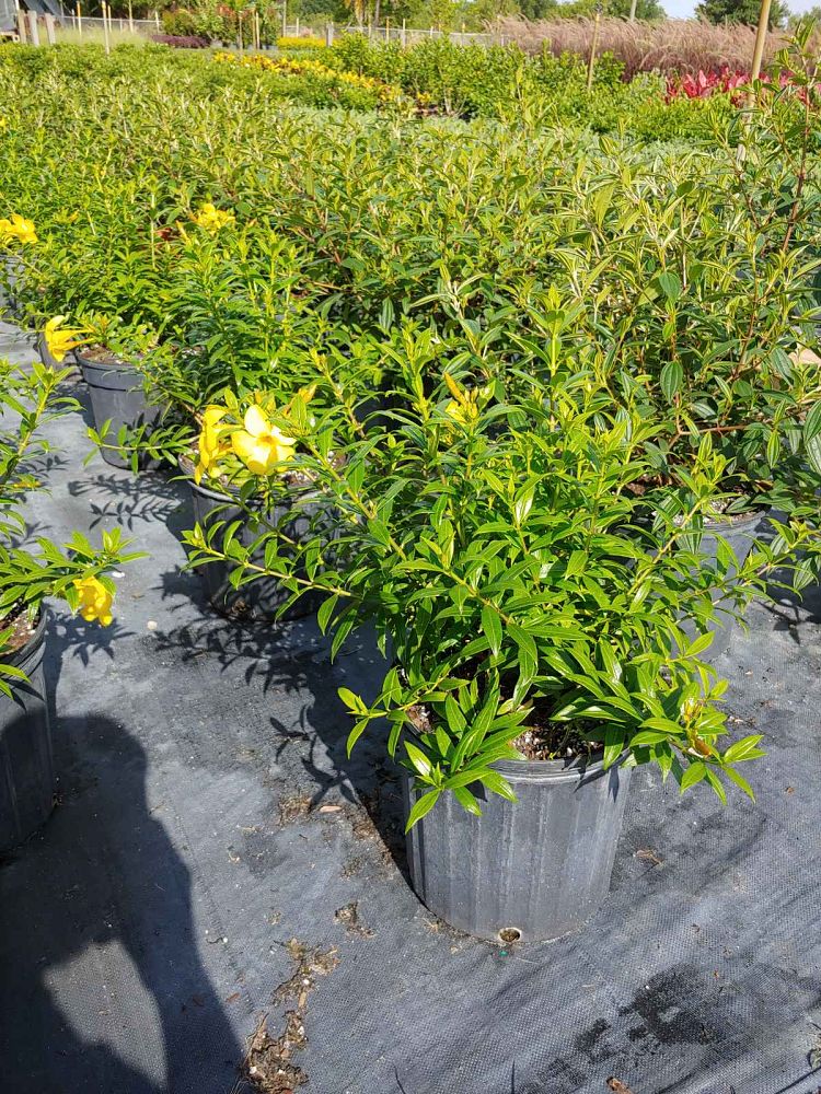 allamanda-schottii-compacta-dwarf-bush-allamanda