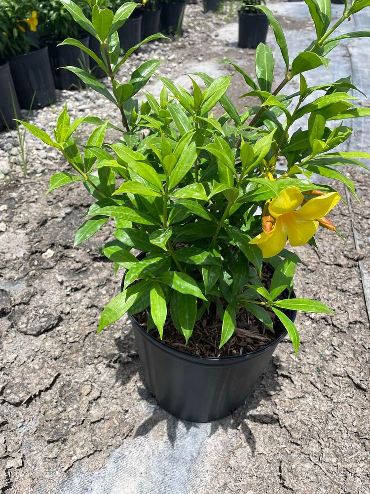 allamanda-schottii-compacta-dwarf-bush-allamanda