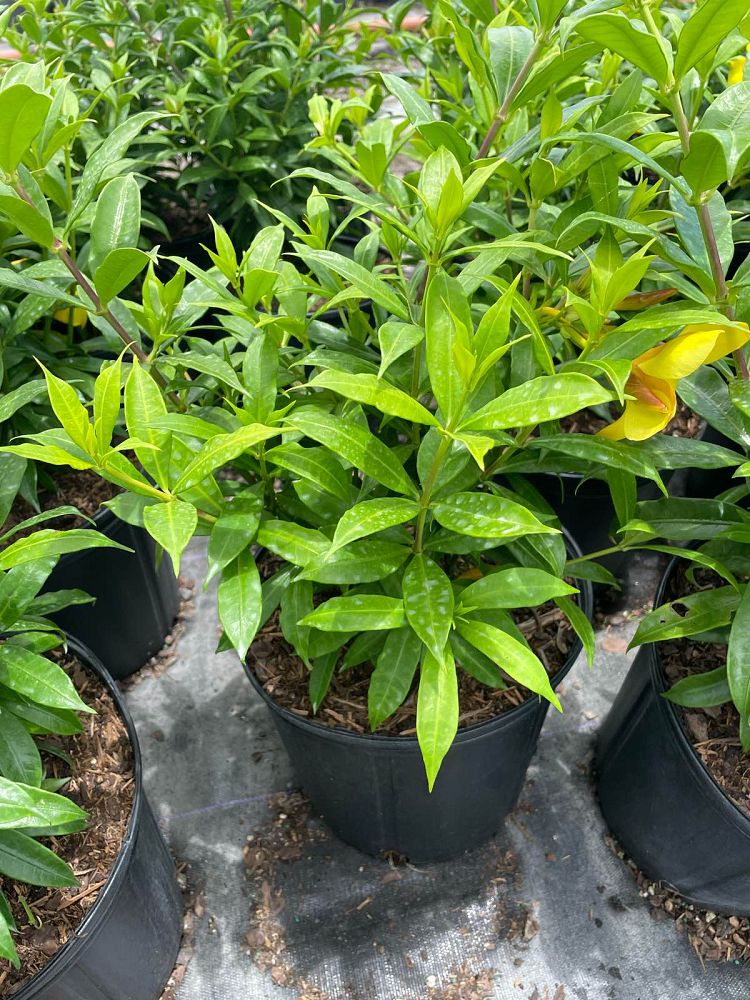 allamanda-schottii-compacta-dwarf-bush-allamanda