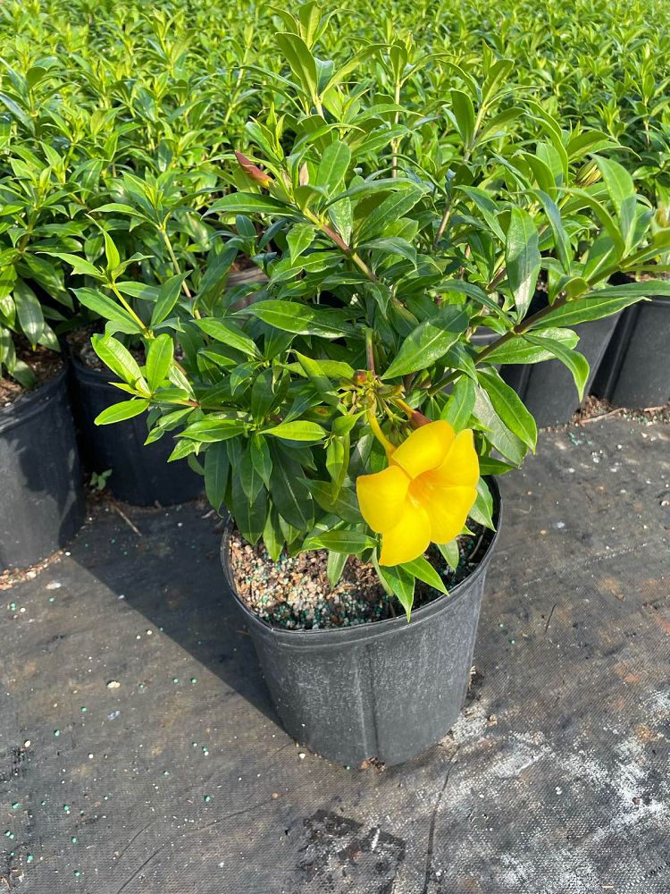 allamanda-schottii-compacta-dwarf-bush-allamanda
