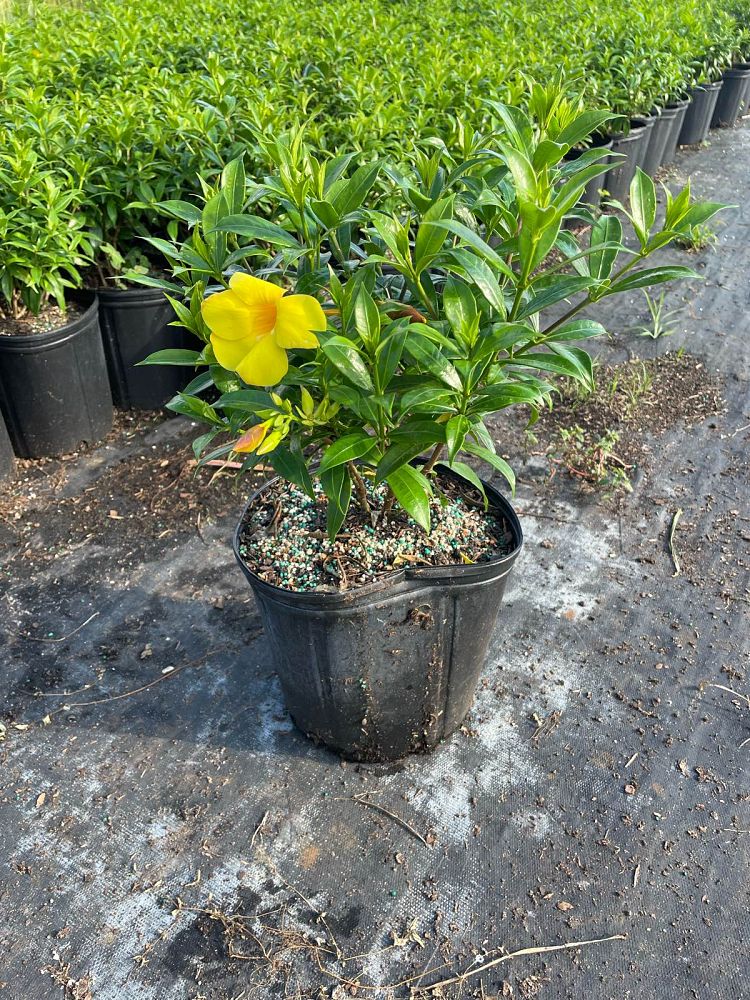 allamanda-schottii-compacta-dwarf-bush-allamanda