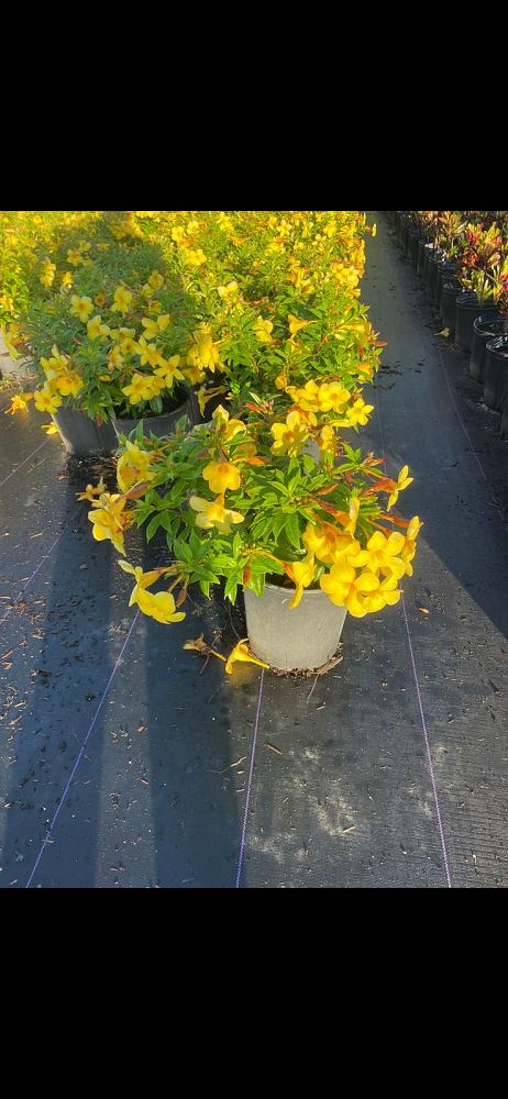 allamanda-schottii-compacta-dwarf-bush-allamanda