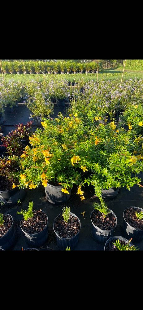 allamanda-schottii-compacta-dwarf-bush-allamanda