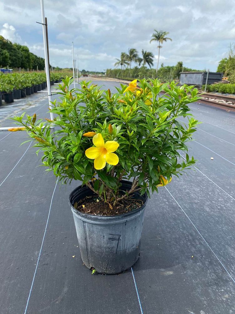 allamanda-schottii-compacta-dwarf-bush-allamanda