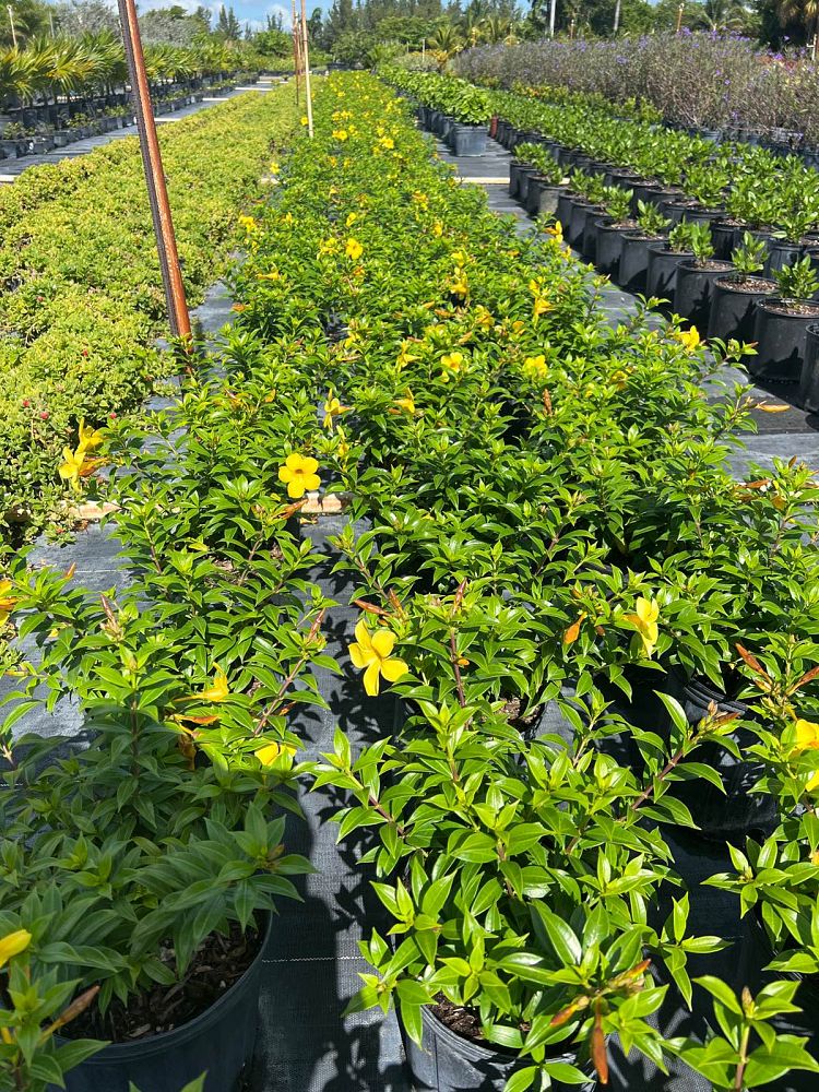 allamanda