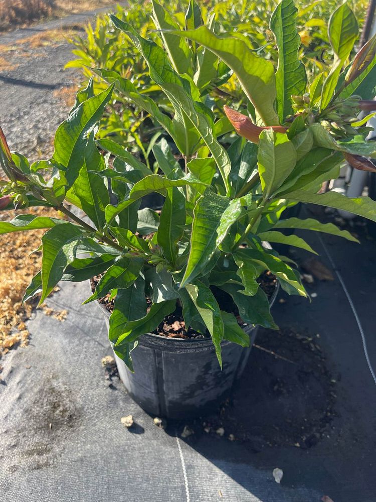 allamanda