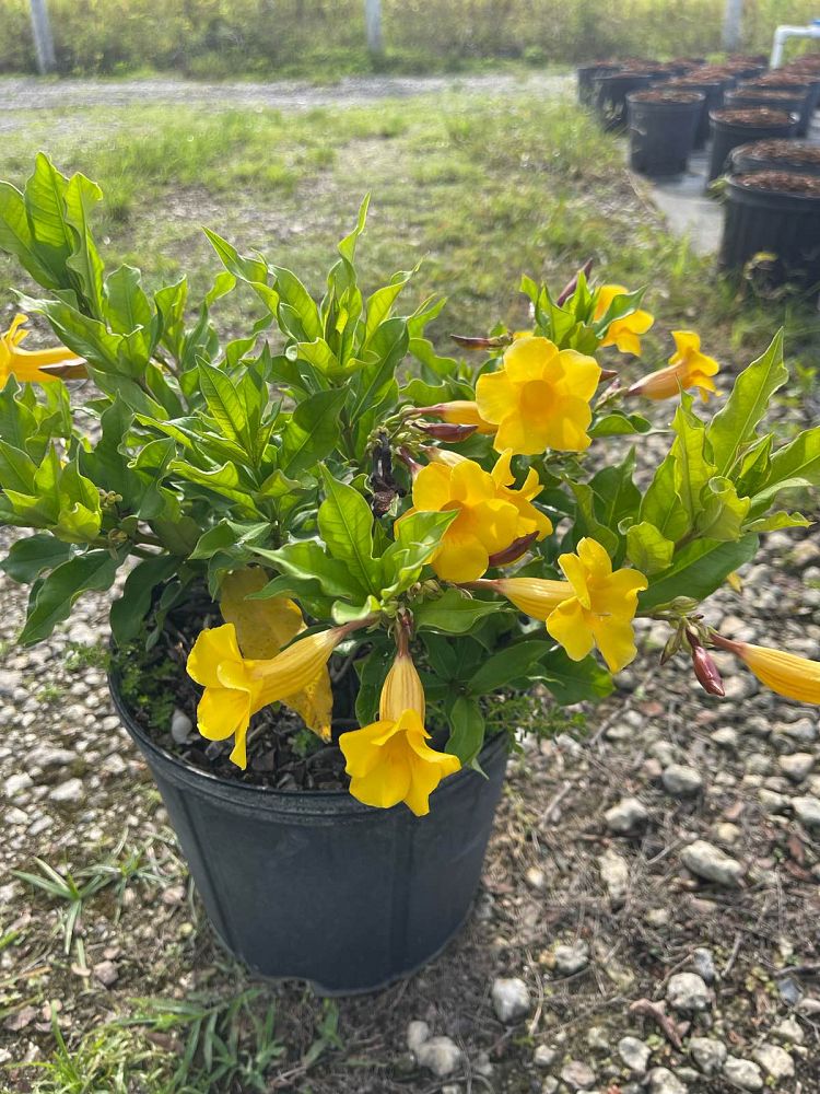 allamanda
