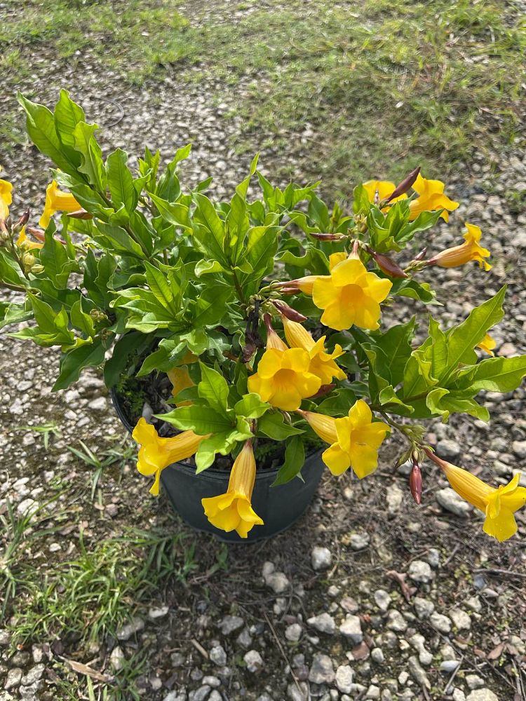 allamanda
