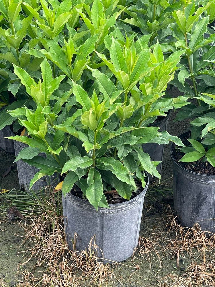 allamanda
