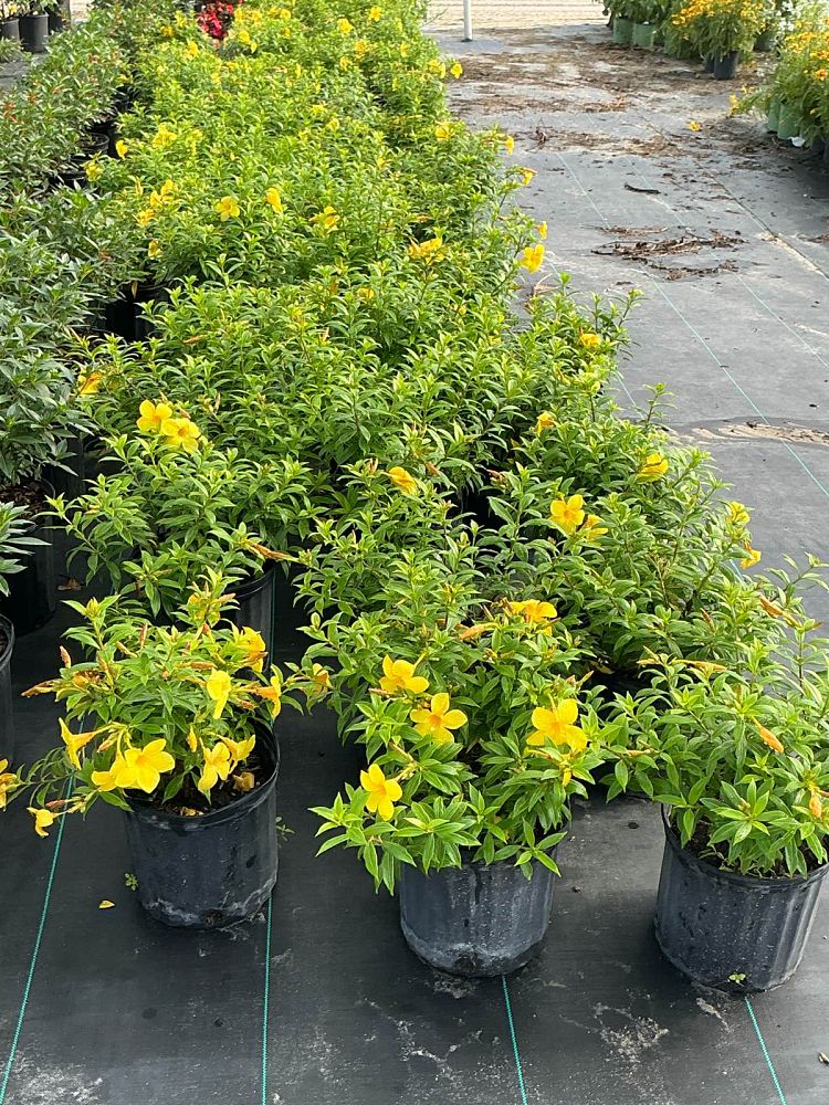 allamanda