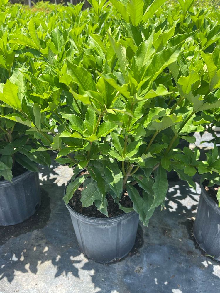 allamanda