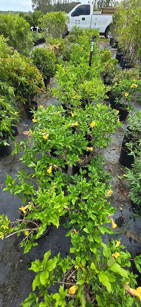 allamanda