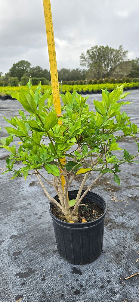 allamanda