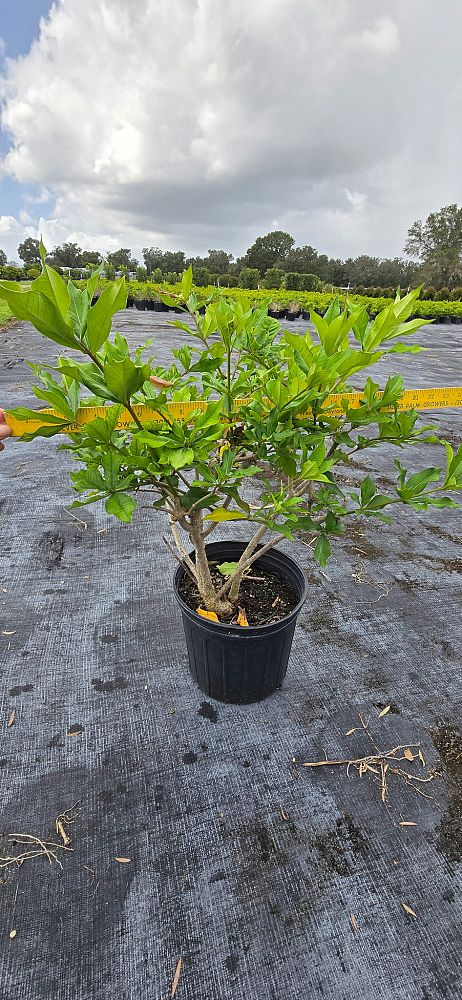 allamanda