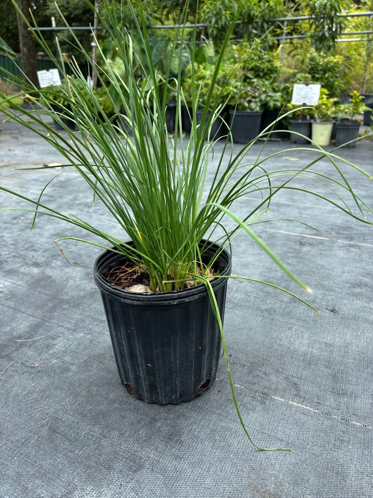 allium-canadense-mobilense-meadow-garlic-wild-onion