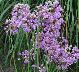 allium-cernuum-cernuum-nodding-onion