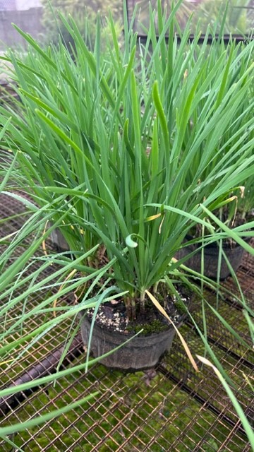 allium-grayi-japanese-scallion-gui-chi