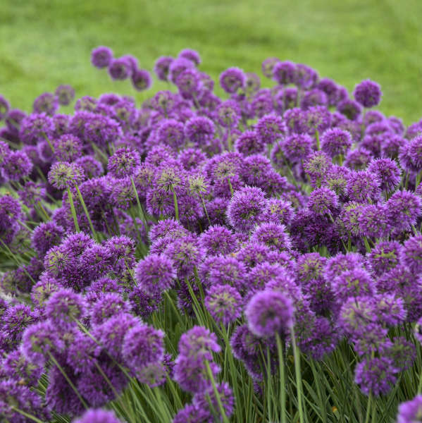 allium-lavender-bubbles-ornamental-onion