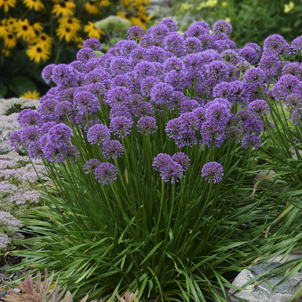 allium-millennium-ornamental-onion