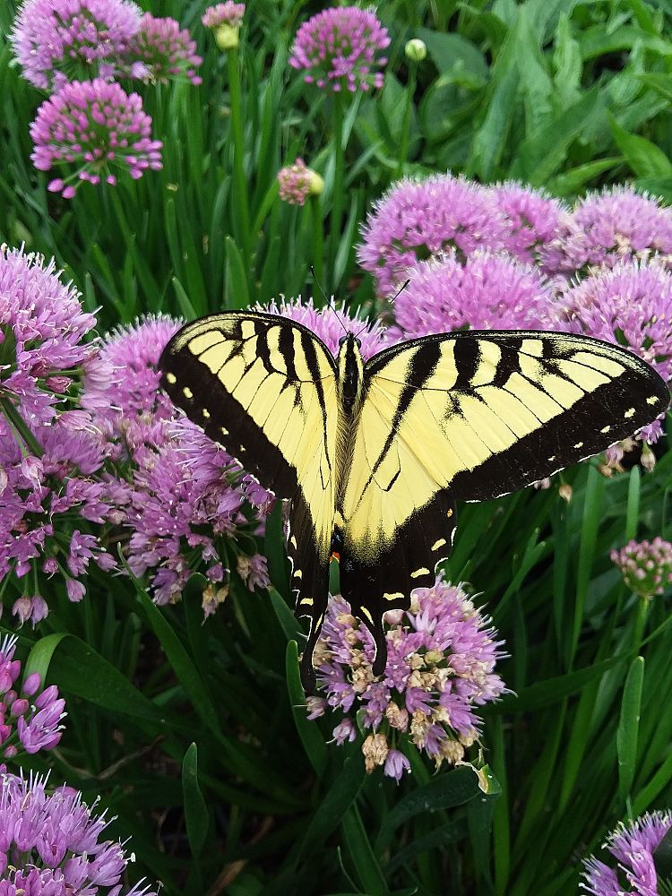 allium-millennium-ornamental-onion