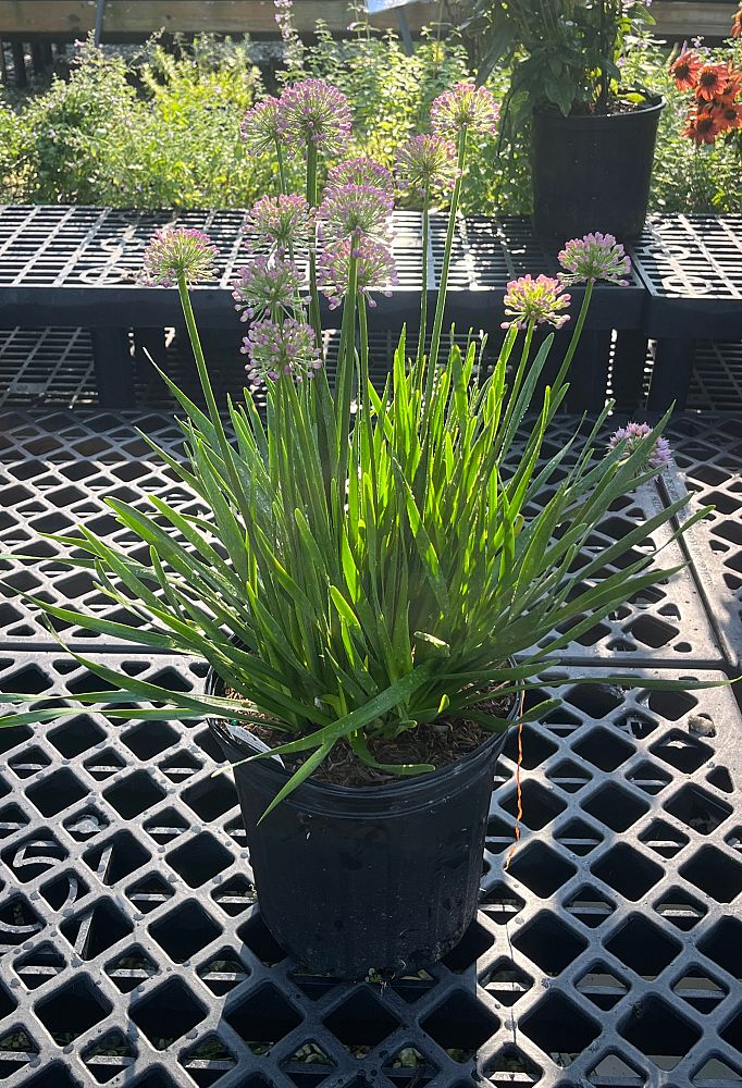 allium-millennium-ornamental-onion