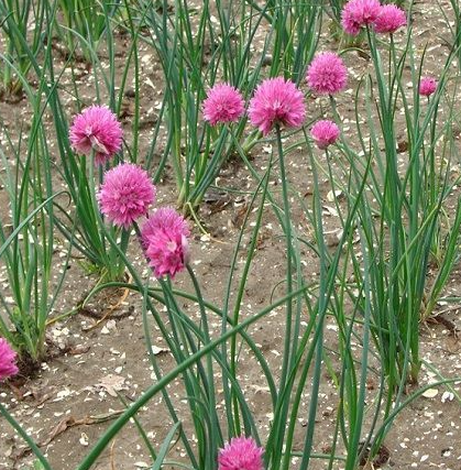 allium-schoenoprasum-forescate-chives