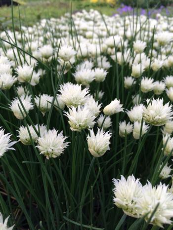 allium-schoenoprasum-snowcap-chives