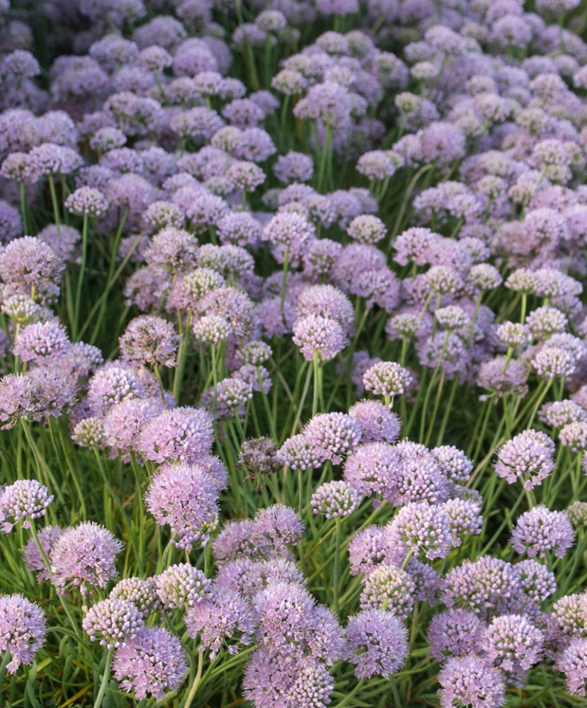 allium-senescens-glaucum-ornamental-onion