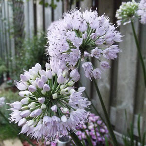 allium-senescens-montanum-summer-beauty-mountain-garlic