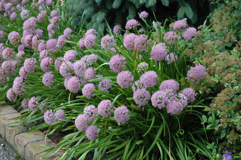allium-tanguticum-summer-beauty-lavender-globe-lily