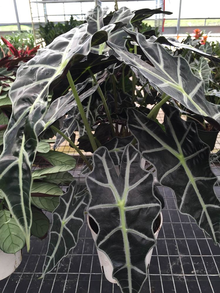 alocasia-amazonica-african-mask-elephant-ear