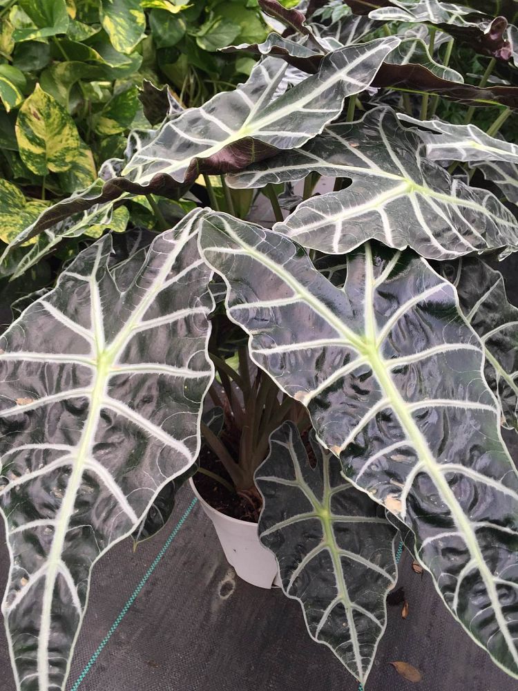 alocasia-amazonica-african-mask-elephant-ear