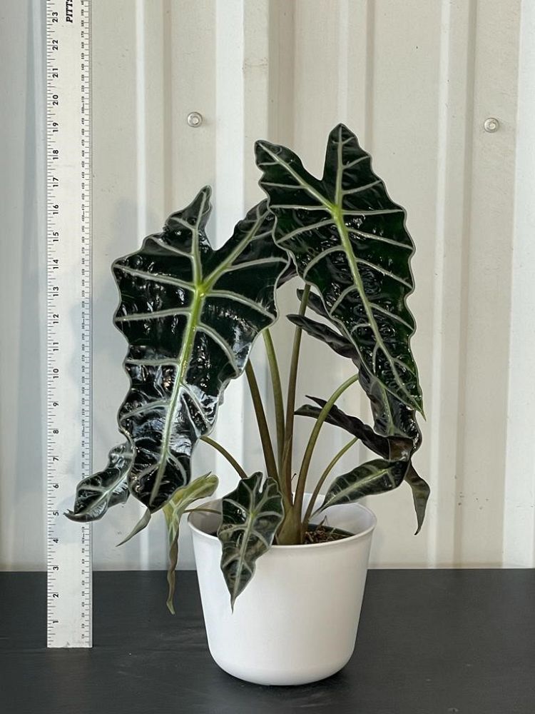 alocasia-amazonica-african-mask-elephant-ear