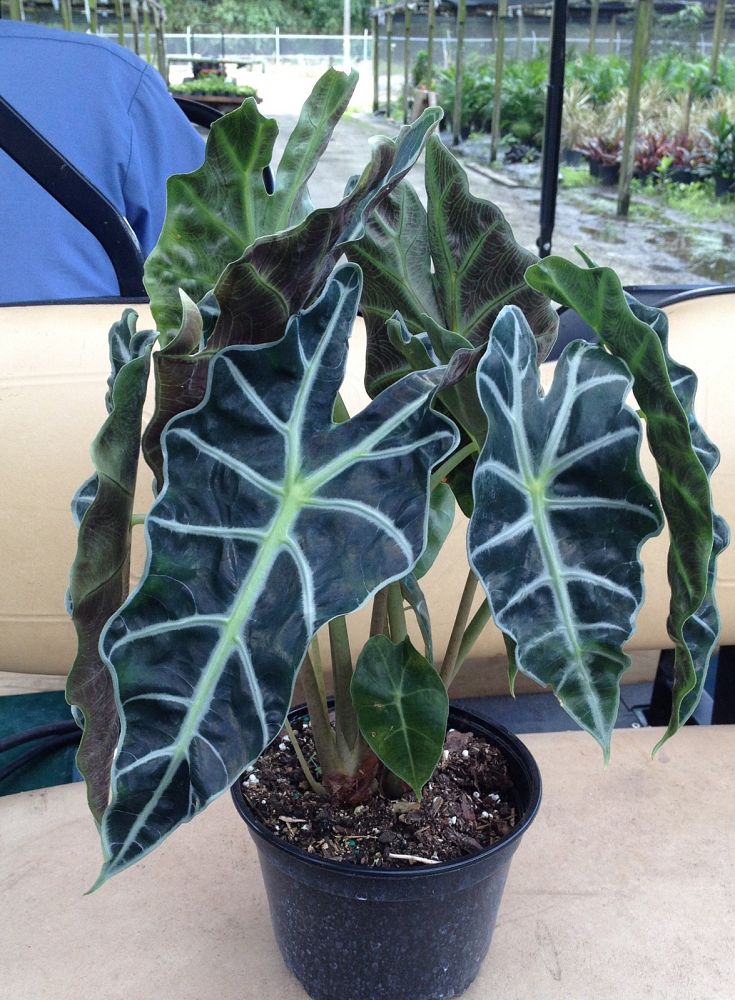 alocasia-amazonica-dwarf-elephant-ear