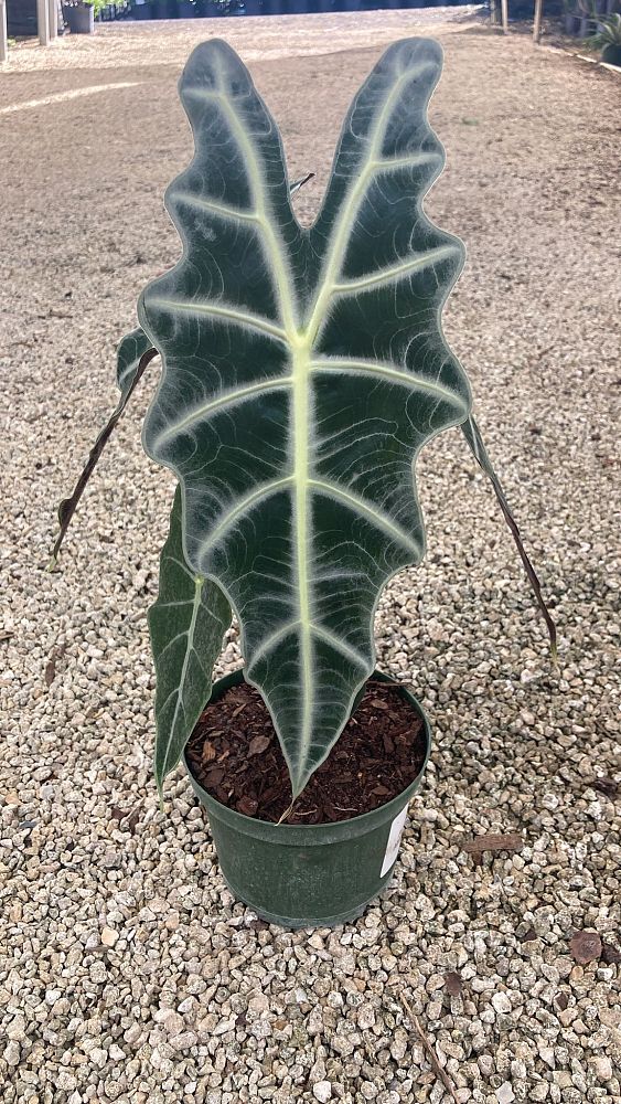 alocasia-amazonica-dwarf-elephant-ear