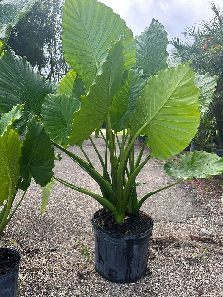 alocasia-amazonica-dwarf-elephant-ear