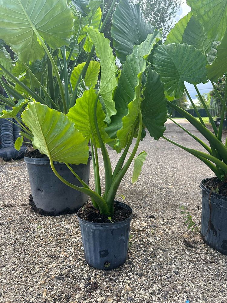 alocasia-amazonica-dwarf-elephant-ear
