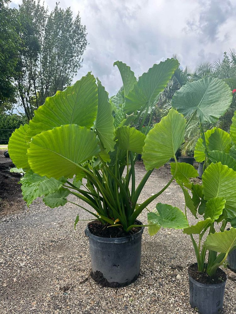 alocasia-amazonica-dwarf-elephant-ear