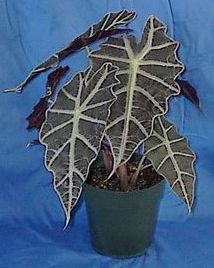alocasia-amazonica-polly-african-mask-elephant-ear