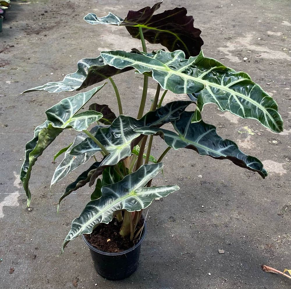 alocasia-amazonica-polly-african-mask-elephant-ear