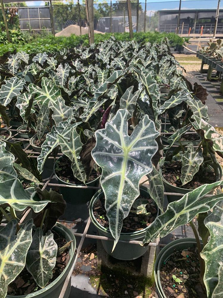 alocasia-amazonica-polly-african-mask-elephant-ear