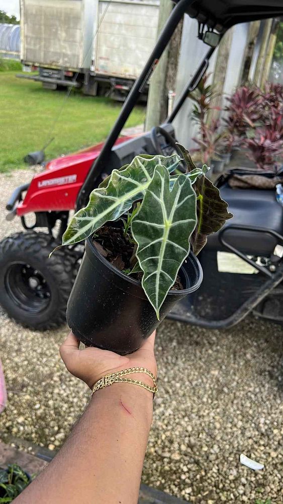 alocasia-amazonica-polly-african-mask-elephant-ear