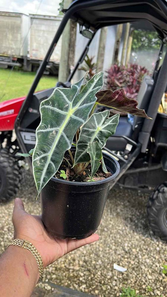 alocasia-amazonica-polly-african-mask-elephant-ear