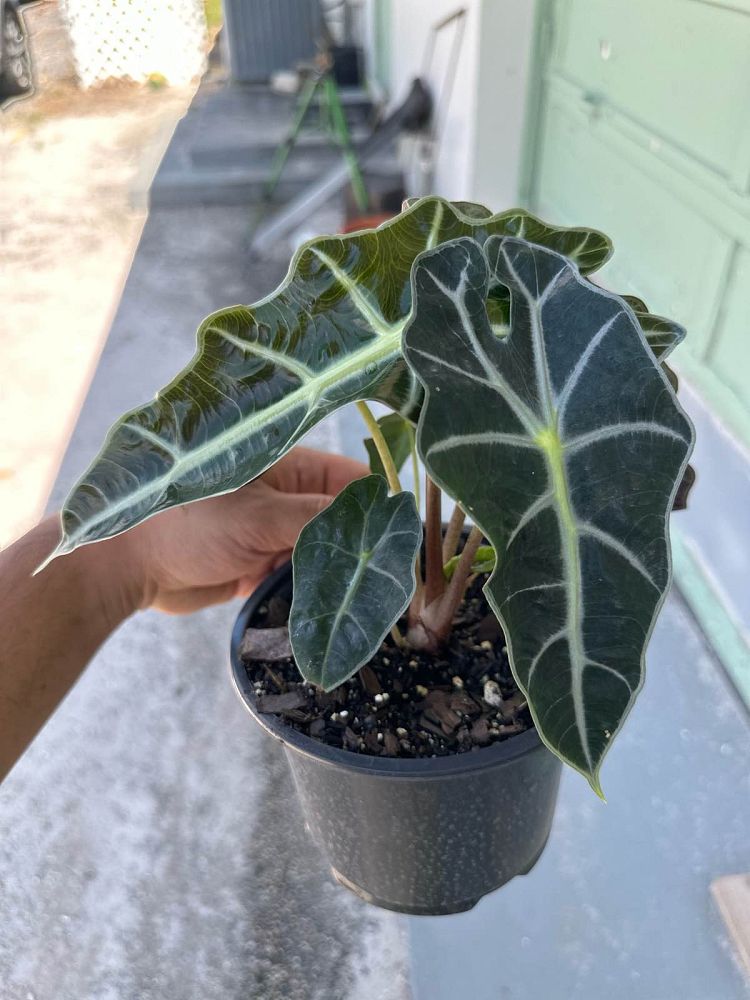 alocasia-amazonica-polly-african-mask-elephant-ear
